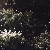 2024 5 Viva el vento