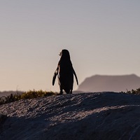 02 21-11-24 Les pingouins